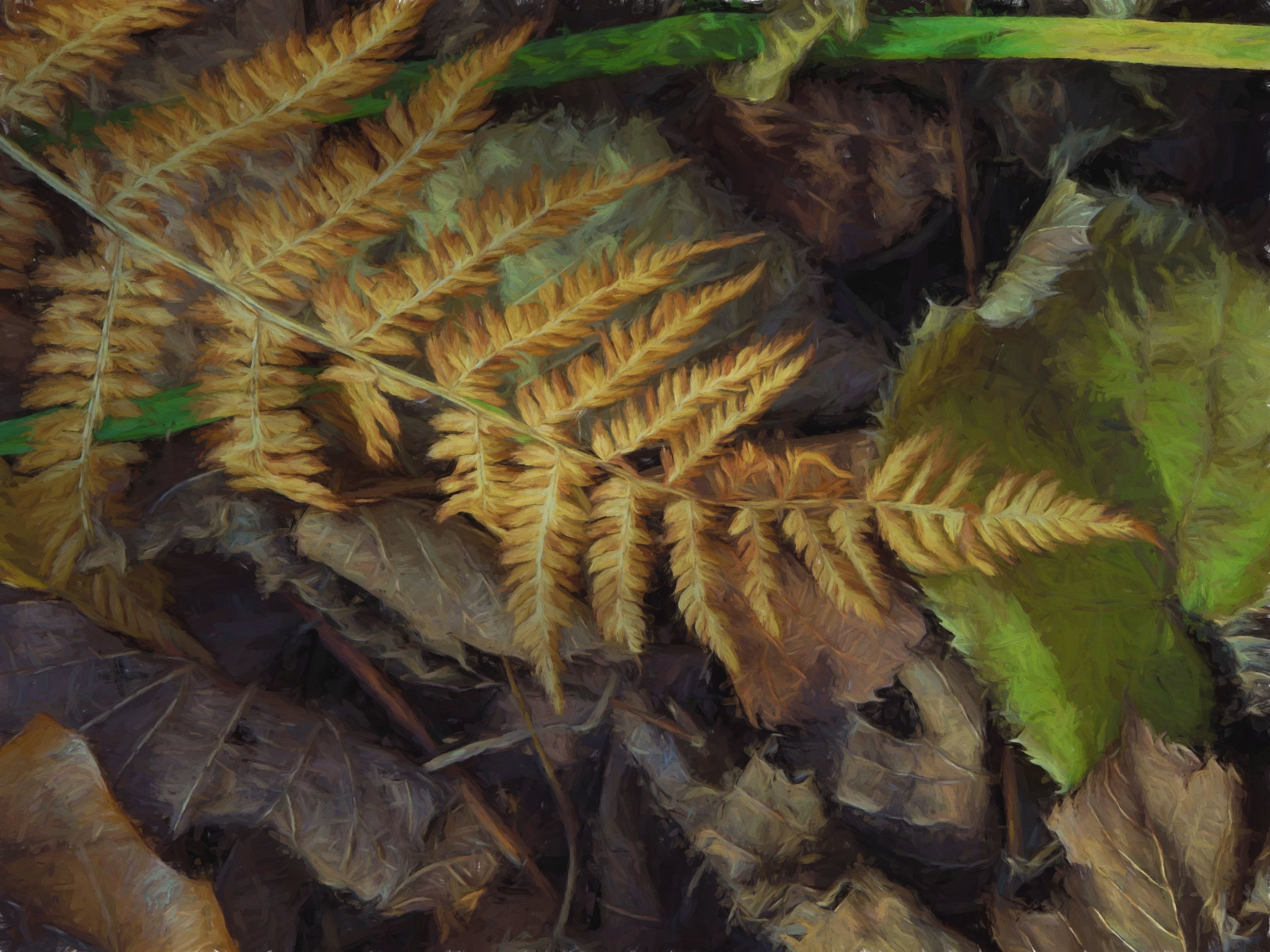 fern, Nerstrand Woods, October