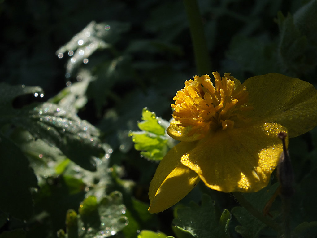 DSCF0940_Yellow_sm