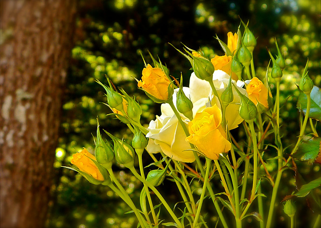 Yellow Roses