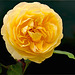 Gelbe Rose auf Schwarz