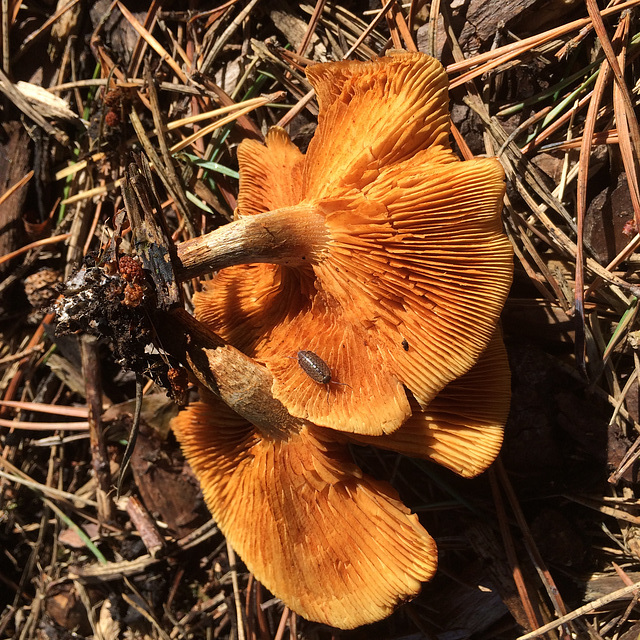 Mushroom ID?