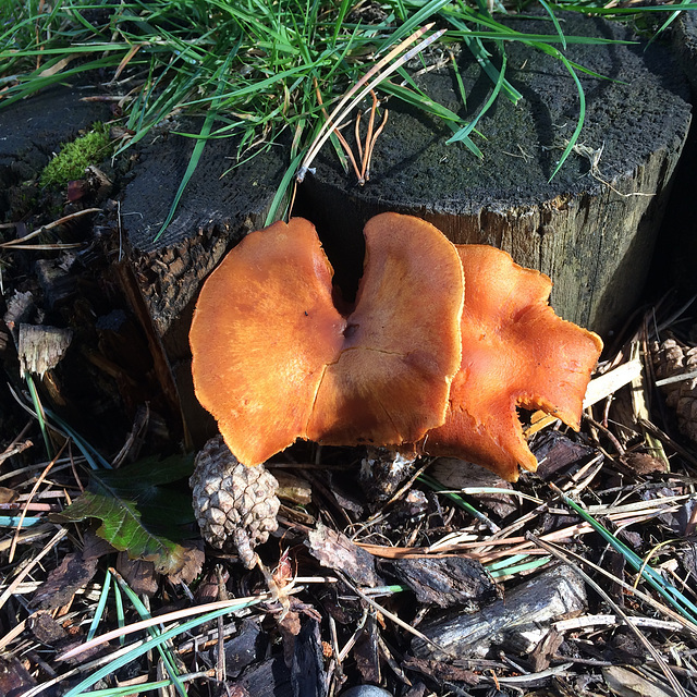 Mushroom ID?