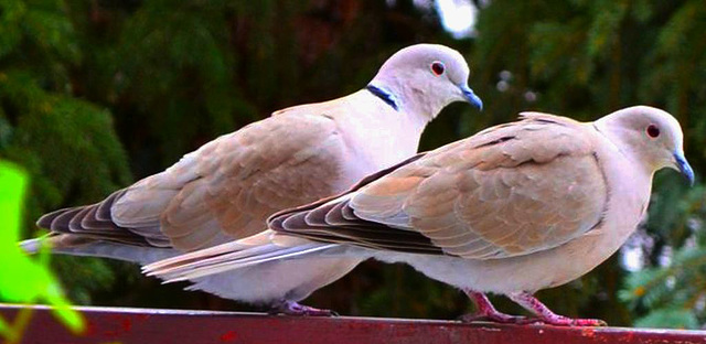 Täubchen auf dem Balkon...