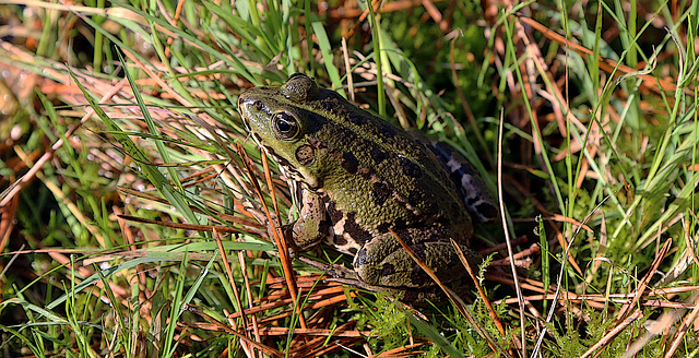 Dans un environnement naturel dont la pérénnité est menacée......