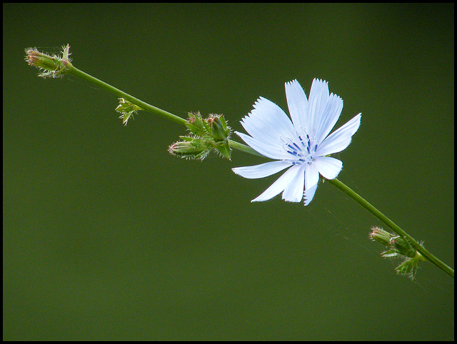 chicory flower