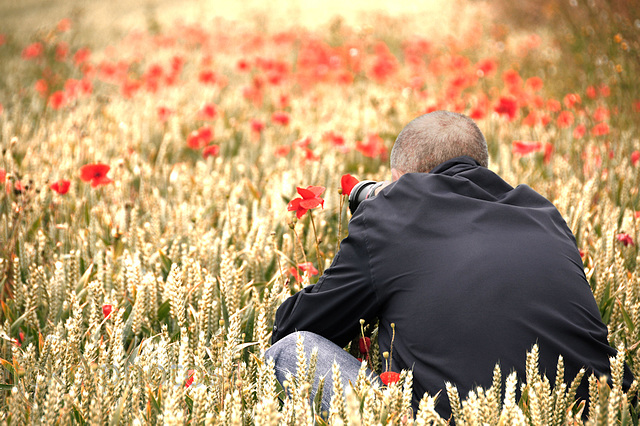 poppies in cornfield