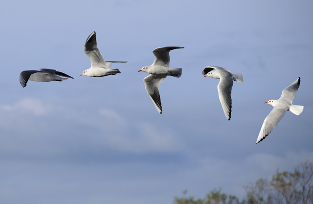 flight of a gull