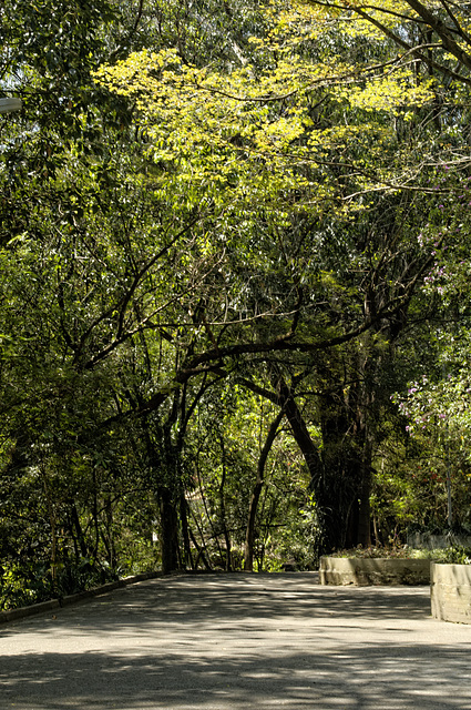 Parque da Aclimação.