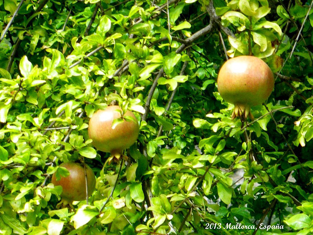 08 Es Molí Pomegranates In Garden