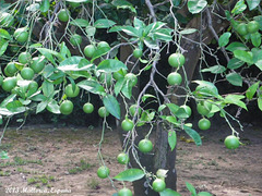 09 Es Molí Green Oranges in Gardens