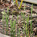 Spiranthes cernua in the bog garden