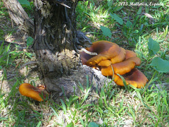 21 Es Molí Fungi (Omphalotus olearius)