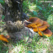21 Es Molí Fungi (Omphalotus olearius)