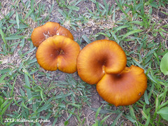 22 Es Molí  Fungi (Omphalotus olearius)