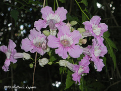 23 Es Molí  Hanging Flower Cluster