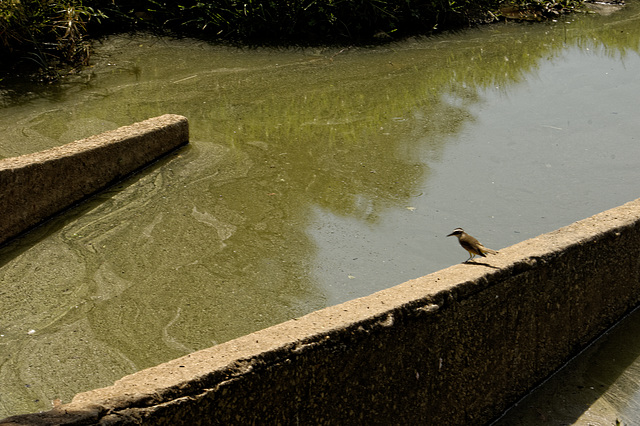 Parque da Aclimação.