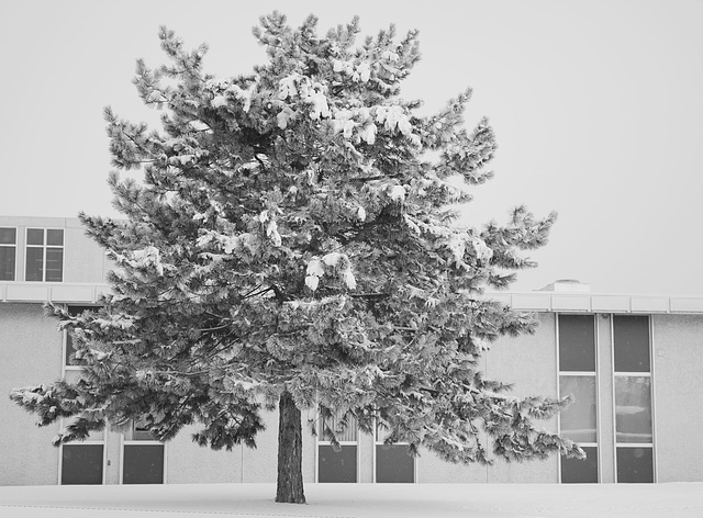 Pine with Snow