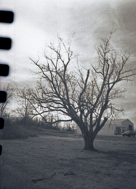 Pentax Sprocket Tree