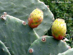 49 Ravine Cactus Fruit (Opuntia ficus-indica)