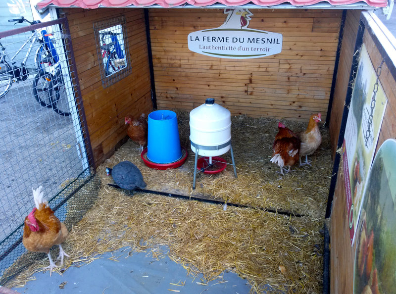 Bayeux 2014 – Chickens