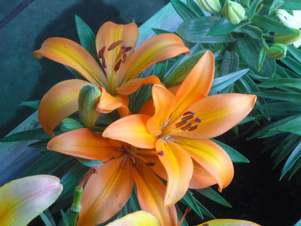 Lilium naranjas