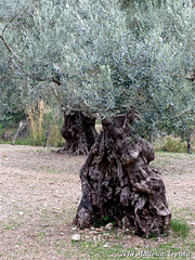 53 Ancient Olive Trees