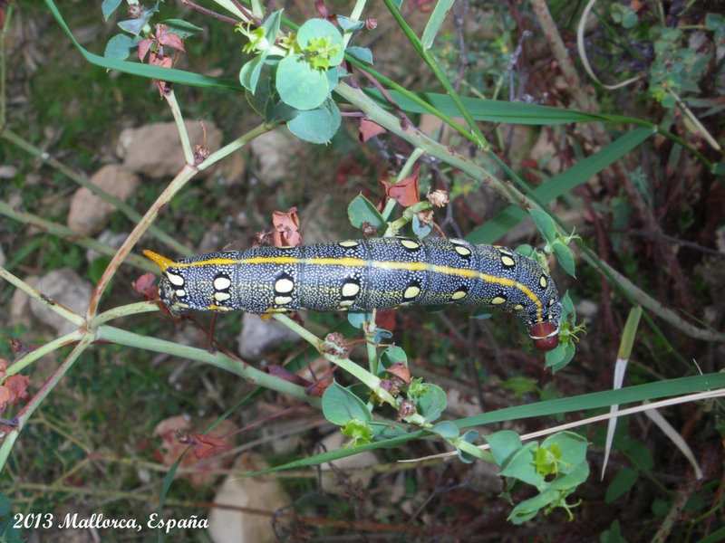 EsMj067 Hyles Dahli Larva