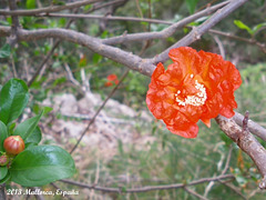 55 Pomegranate Flower Along Ravine Walk
