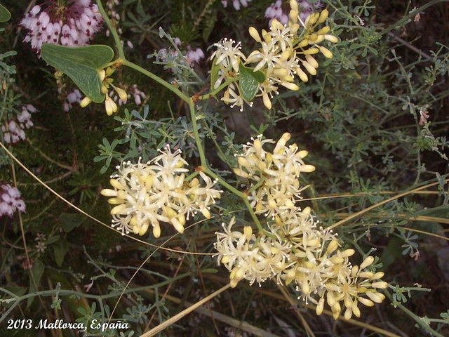 62 Flowers at Roadside