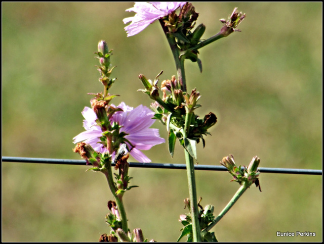 Weed Against Fence Wire