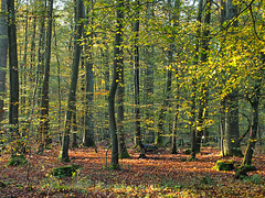 Buchenwald im Herbst