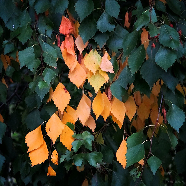 Summer leaves