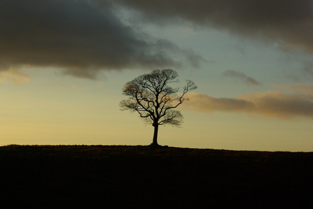 Lyme Park trees