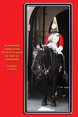 Life Guards mounted sentry - London - 31.7.2014