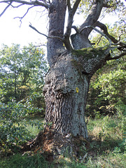 Alte Eiche,unter Naturschutz stehend