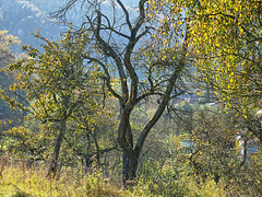 Zwetschgenbaum