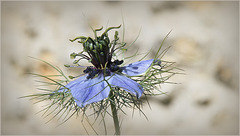 Cheveux de Vénus