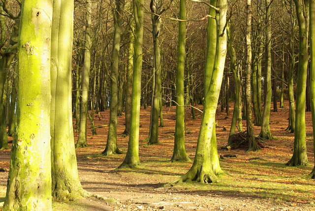 Lyme Park trees