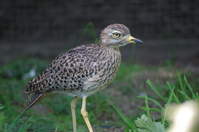 Parc aux oiseaux Villars les Dombes