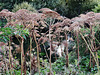 giant hogweed, lee navigation, hackney marshes, london