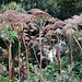 giant hogweed, lee navigation, hackney marshes, london