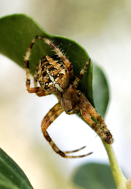 Gartenkreuzspinne (Araneus diadematus) Anpassen an das 'Gelände'.... ©UdoSm