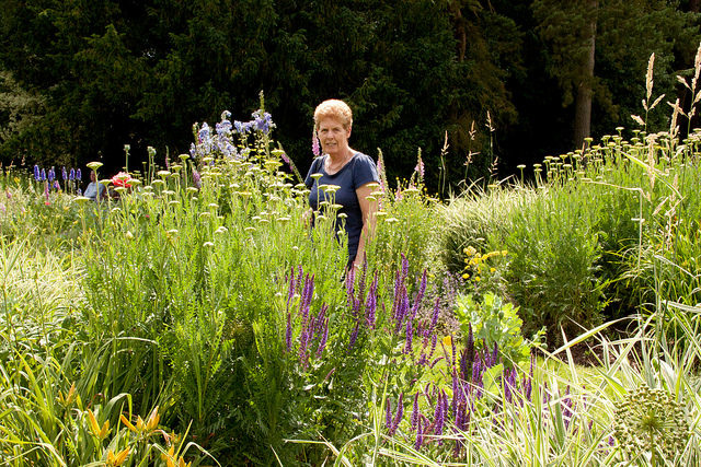 Ginger in Mr Shaw's Garden,