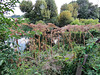 giant hogweed, lee navigation, hackney marshes, london