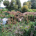 giant hogweed, lee navigation, hackney marshes, london