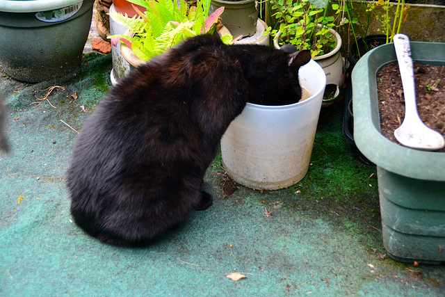 Yes, I drink out of old ﬂower pots