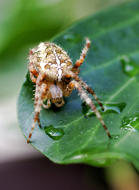 Gartenkreuzspinne (Araneus diadematus) Ja, man trägt die Frisur so in dieser Saison... . ©UdoSm