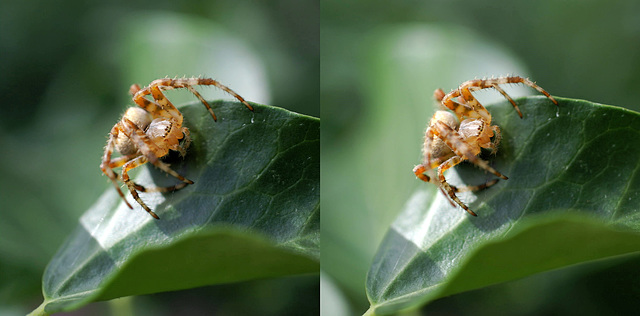 Gartenkreuzspinne (Araneus diadematus) ...als dreidimensionales X3D-Bild.. ©UdoSm