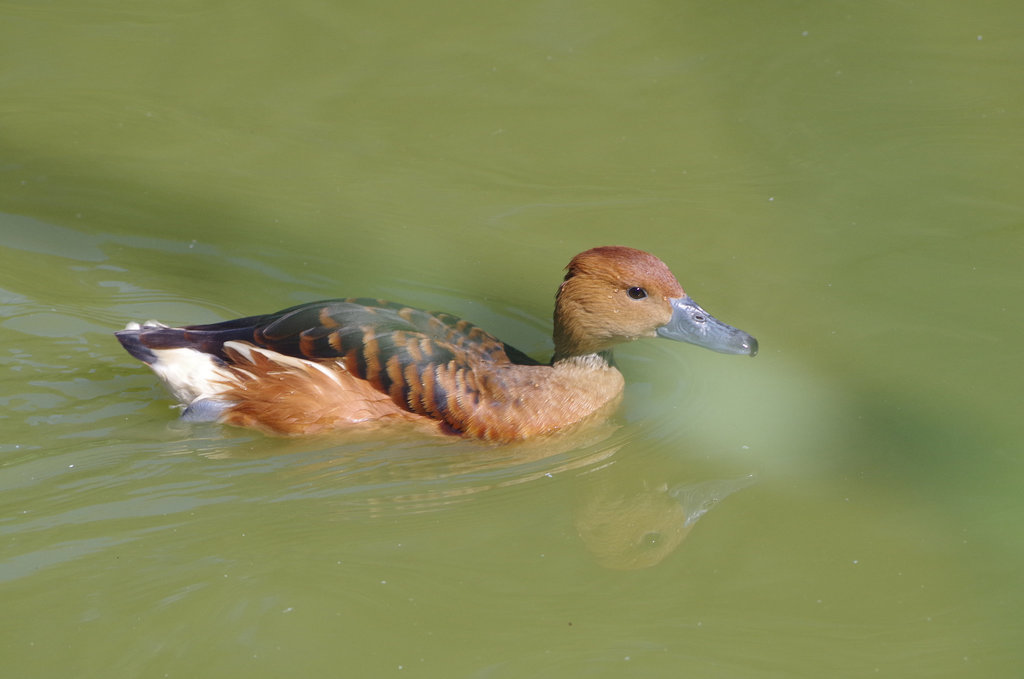 Parc aux oiseaux Villars les Dombes