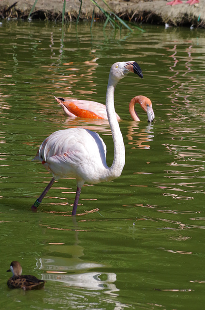 Parc aux oiseaux Villars les Dombes